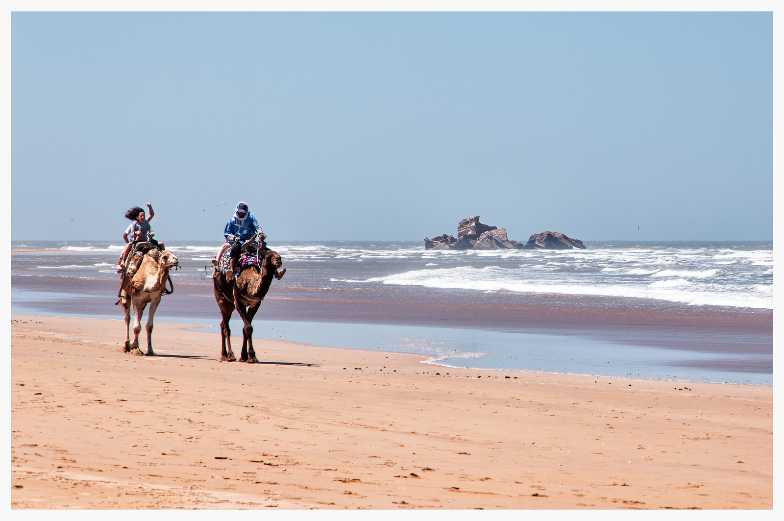 chameaux_sur_la_plage_essaouira